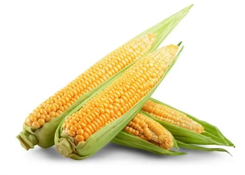 Corn isolated Stock Photos