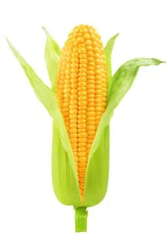 Corn isolated Stock Photos