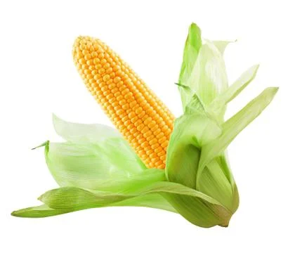 Corn isolated Stock Photos
