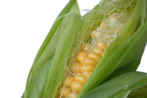 Corn isolated on whie background Stock Photos