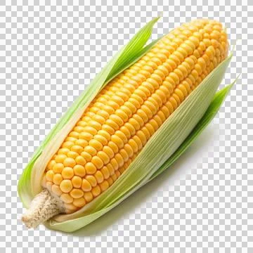 Corn-isolated-on-white-background (1) Stock Photos