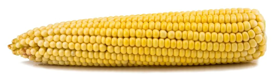 Corn isolated on white background clipping path Stock Photos