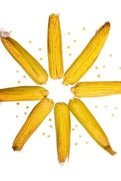 Corn isolated on white background. Collection of corn. Abstraction in the for Stock Photos