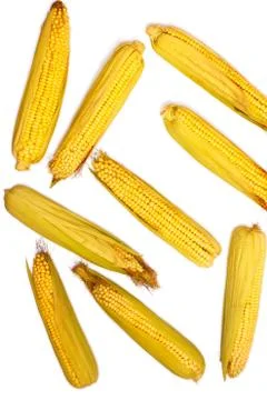 Corn isolated on white background. Collection of corn. Abstraction Stock Photos