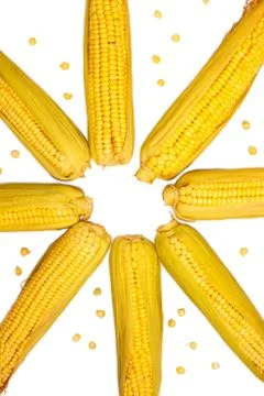 Corn isolated on white background. Collection of corn. Abstraction in the for Stock Photos