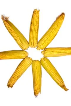 Corn isolated on white background. Collection of corn. Abstraction in the for Stock Photos