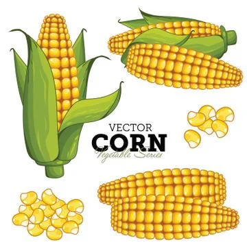 Corn Isolated on White Background Stock Illustration