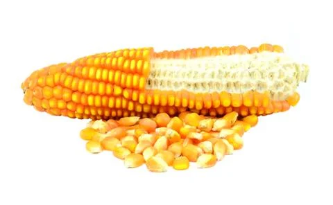 Corn isolated on white background Stock Photos