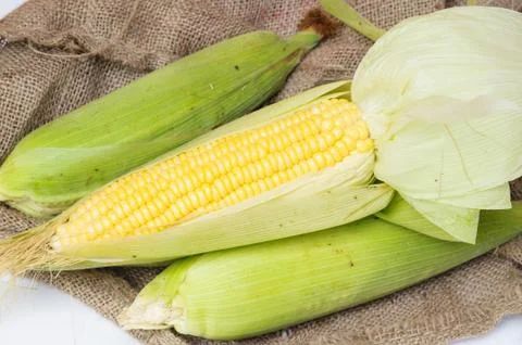 Corn isolated on a white background Stock Photos