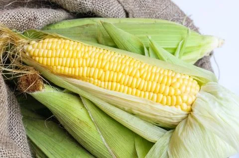 Corn isolated on a white background Stock Photos