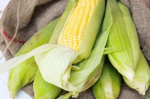 Corn isolated on a white background Stock Photos