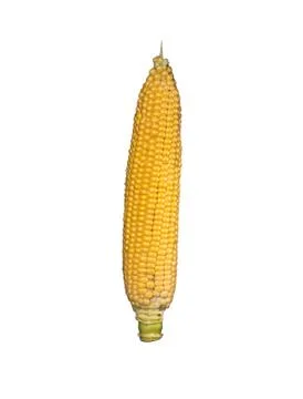 Corn isolated on a white background. Стоковые фото