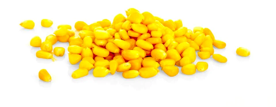 Corn isolated on white background Stock Photos