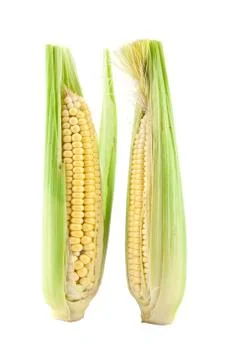 Corn isolated on white background Stock Photos