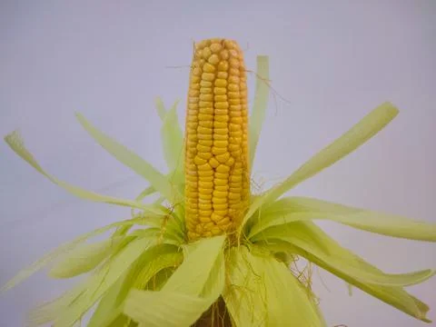 Corn isolated on white background Stock Photos