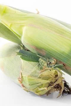A corn isolated on white background Foto stock