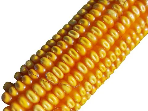 Corn isolated on white background Stock Photos