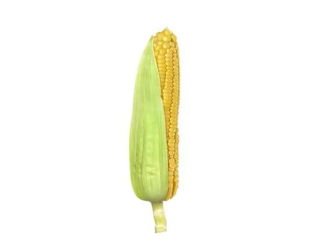 Corn isolated on white background Stock Photos