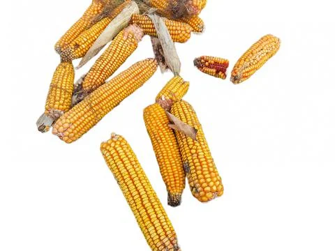 Corn isolated on white background Stock Photos
