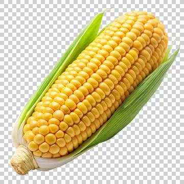 Corn-isolated-on-white-background Stock Photos