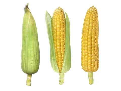 Corn isolated on white background Stock Photos