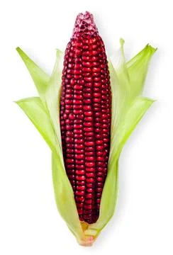 Corn isolated on white with clipping path Stock Photos