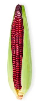 Corn isolated on white with clipping path Stock Photos