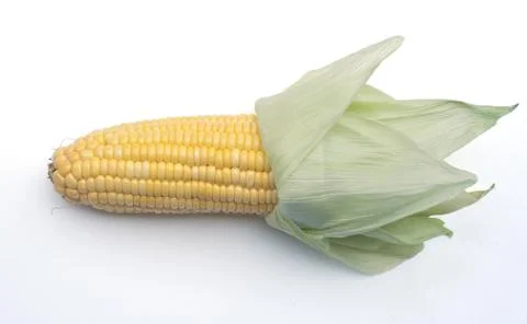 Corn isolated on white 写真素材