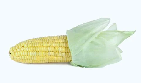 Corn isolated on white Stock Photos
