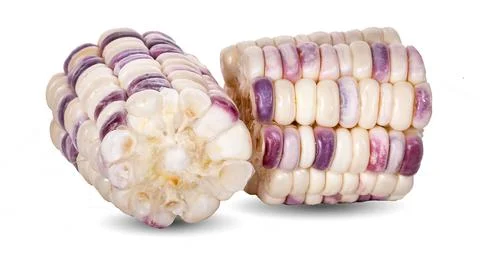 Corn isolated on white a white background Stock Photos
