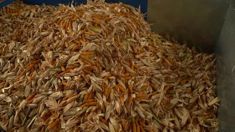 Corn just brought to the warehouse and start sort it HD Video stock 120392664