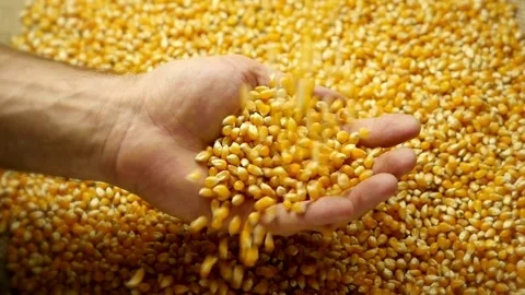 Corn kernel Grains in Hands the grain for suitability for planting. Countrysi Stock Footage 270463406
