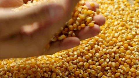 Corn kernel Grains in Hands the grain for suitability for planting. Countryside Stock Footage 336580932
