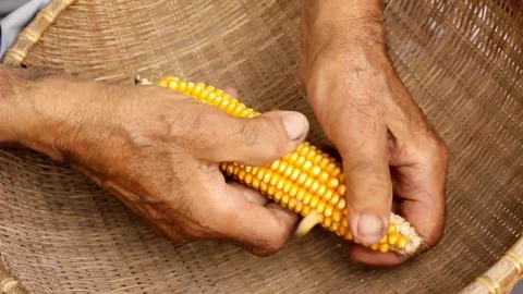 Corn kernel Grains in Hands the grain for suitability for planting. Countryside Stock Footage 336581213