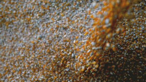 Corn Kernel Seeds Dropped Stock Footage 200954948