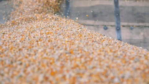 Corn Kernel Seeds Stock Footage 200954597