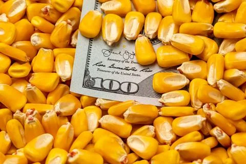 Corn kernels with 100 dollar bill. Fotos de archivo