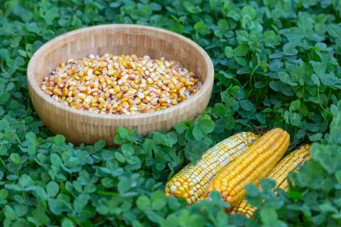 Corn kernels and cobs on a green background Stock Photos