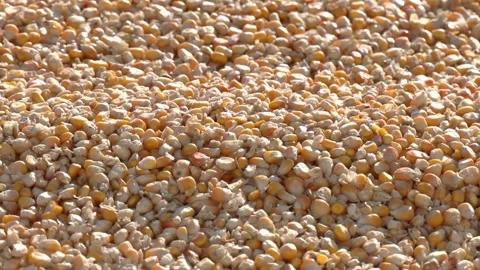 Corn kernels are dried in the sun to dry for fodder Stock Footage 259503699