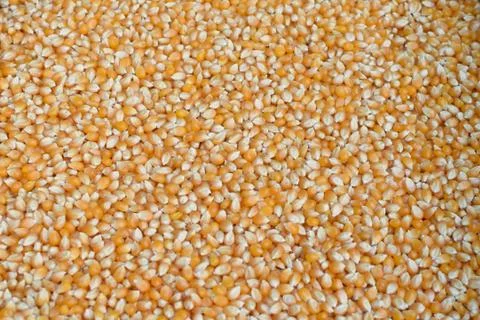 Corn kernels background Stock Photos