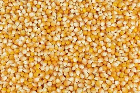 Corn kernels background 스톡 사진