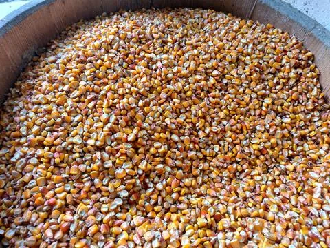 Corn kernels in a barrel at farm Stock Photos