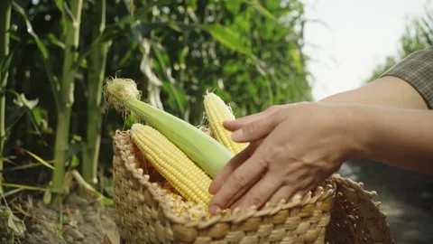 Corn kernels in a basket Stock Footage 143057181