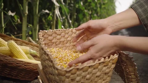 Corn kernels in a basket Stock Footage 143057838