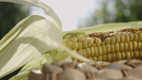 Corn kernels in a basket Stock Footage 143084928