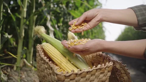 Corn kernels in a basket in hand Stock Footage 143229868