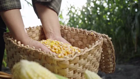 Corn kernels in a basket in hand Stock Footage 143255239