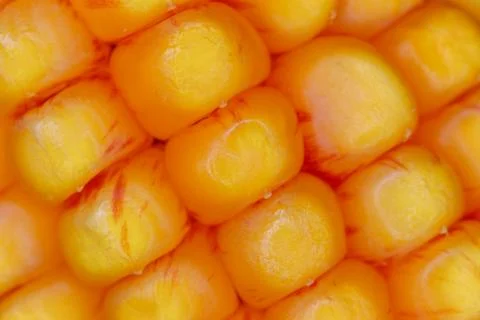 Corn Kernels Close-up Stock Photos