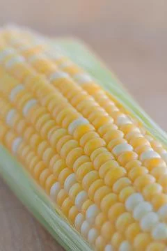 Corn kernels on the cob of milk ripeness close-up. Selective focus. Stock Photos