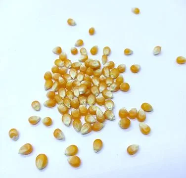 Corn kernels, Corns Seeds, Yellow dry corn grains isolated on white backgroun Stock Photos